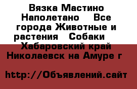 Вязка Мастино Наполетано  - Все города Животные и растения » Собаки   . Хабаровский край,Николаевск-на-Амуре г.